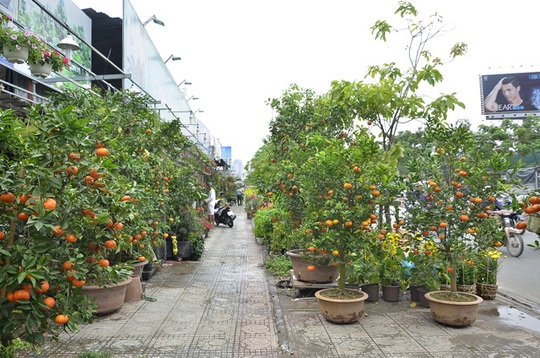 Quýt hồng trồng chậu được bày bán trên vỉa hè ở TPHCM