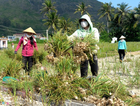 Người dân Lý Sơn ví cây gia vị này là vàng trắng, đã giúp cuộc sống của họ ổn định, no ấm từ bao đời nay.