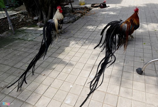 Cặp gà Nhật Bản đuôi dài giá 65 triệu đồng chơi Tết