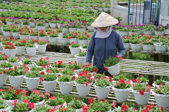 Người trồng hoa miền Tây nhận định giá hoa Tết này sẽ tăng khoảng 20% do nguồn cung giảm. Ảnh: Ngọc Trinh.