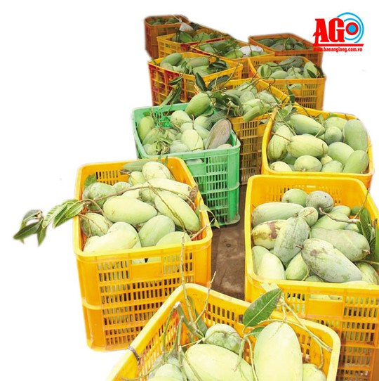 Làng tỷ phú trên đất cù lao