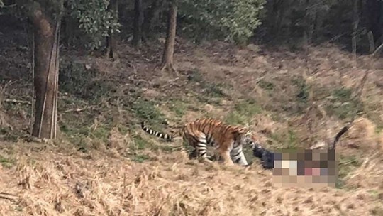 
Đoạn video lan truyền trên mạng cuối tuần trước cho thấy nạn nhân bị một con hổ vồ lấy. Ảnh: SCMP
