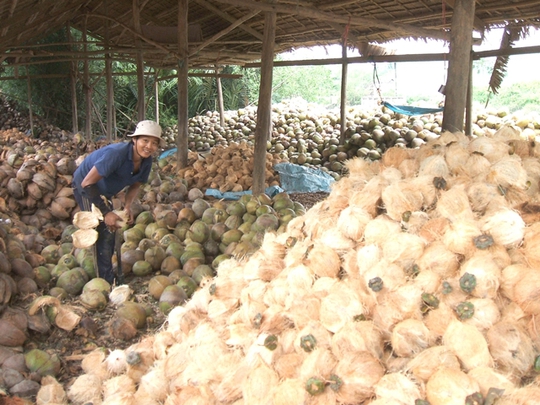 Năng suất dừa giảm, người trồng dừa gặp khó