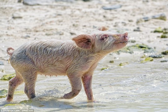 Lợn bơi giỏi kiếm ăn ở quần đảo Bahamas