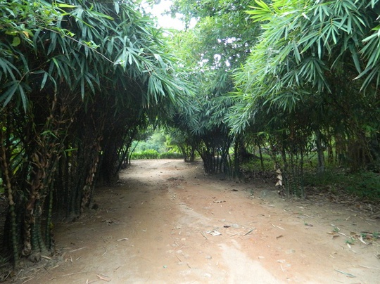 Khu rừng tre của vị ẩn sĩ núi Sơn Trà - Ảnh 2.