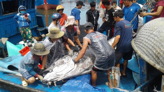 Ngư dân Bình Định câu dính cá ngừ khủng nặng 280kg - Ảnh 1.
