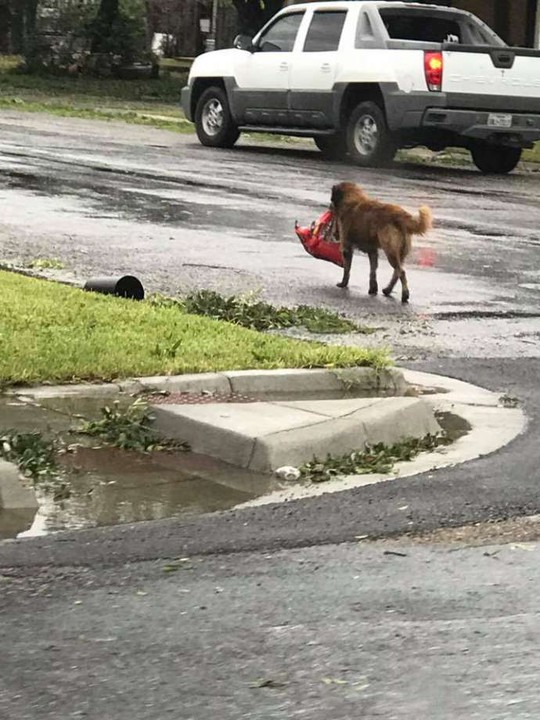 Chú chó biểu tượng cho sức mạnh Texas trong bão Harvey - Ảnh 1.