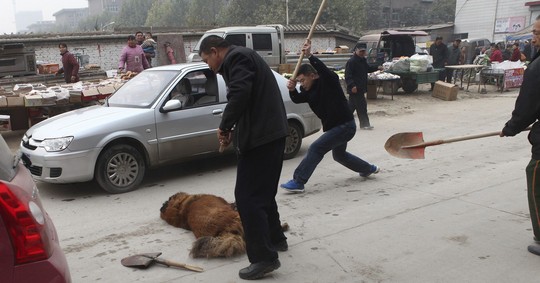 Thảm cảnh của chó ngao Tây Tạng - Ảnh 7.