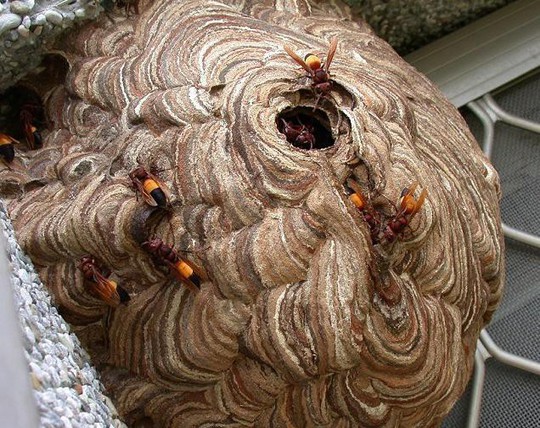 Tò mò nếm thử… ong vò vẽ cực độc ở miền Tây - Ảnh 2.