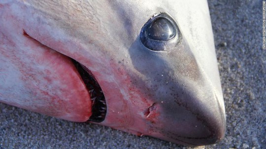 Mỹ, Canada: Trời lạnh đến nỗi cá mập chết cóng, dạt vào bờ - Ảnh 2.