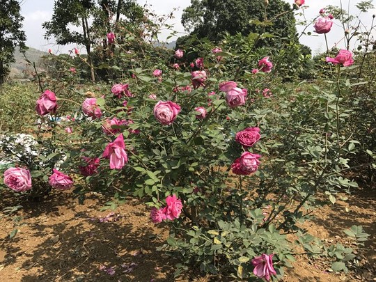 Nhờ đó, các gốc hồng được đảm bảo đủ đất sống, giúp cây cực kỳ sai hoa.