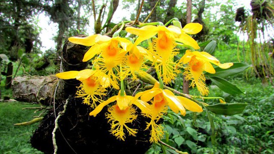 Chiêm ngưỡng hoa phong lan rừng Sa Pa - Ảnh 11.