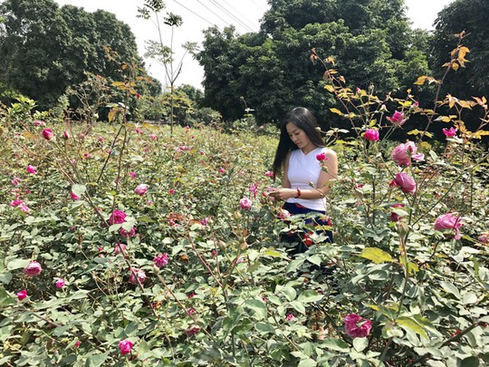 Dù bận với công việc chính của mình, song, tất cả thời gian rảnh chị đều dành thời gian để về chăm sóc cho vườn hồng của mình, đặc biệt là vào dịp cuối tuần.