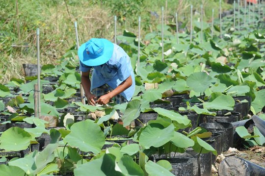 Nhiều vườn tăng cường chăm sóc thêm kiểng lá, kiểng cảnh để đa dạng chủng loại. Ảnh: Ngọc Trinh.