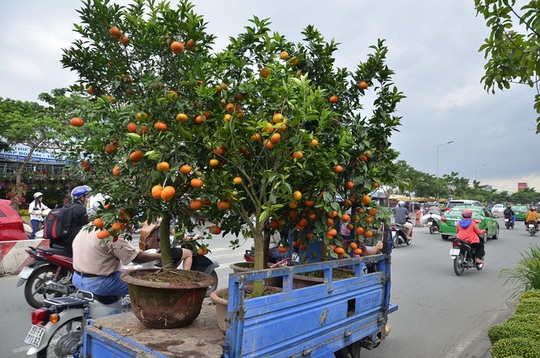 Những chậu quýt hồng trĩu quả được người mua thuê xe chở về nhà