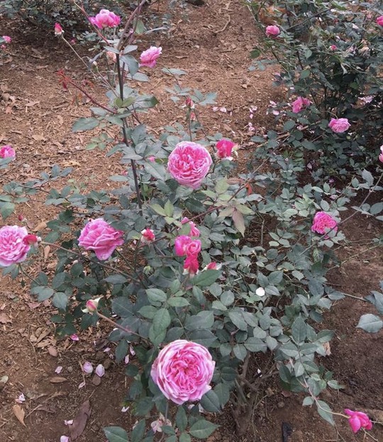 Chị Hằng Karose cho biết, các giống hoa hồng chị chọn trồng đều là giống hoa hồng bản địa của Việt Nam.