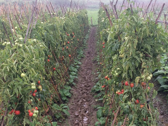 Ruộng cà chua đã chín nhưng nhiều người chẳng buồn hái
