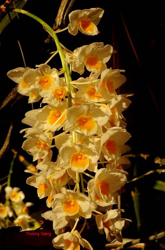 
Hoàng thảo Thủy tiên đẹp kiêu sa, cánh hoa trắng, điểm thêm màu vàng nhạt ở giữa mà người chơi lan hay gọi đây là kiều vuông
