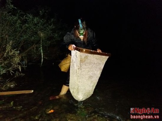 
Nòng nọc sống ở môi trường nước trong và sạch, đi xúc vào đêm tối là thời điểm thích hợp và thường bắt được nhiều nòng nọc nhất. Theo bà Lương Thị Đạo, xã Tam Hợp, huyện Tương Dương cho biết: Với khoảng thời gian từ 1 đến 2 giờ đồng hồ, một người có thể xúc được 1 đến 2 kg nòng nọc
