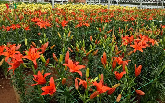 Ngắm ngàn hoa đua sắc tại làng hoa nổi tiếng ở Đà Lạt - Ảnh 6.