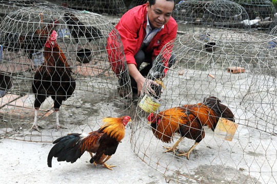 
Anh Nguyễn Văn Phúc ở xã Sơn Định, Chợ Lách đang sở hữu trại nuôi gà đá từ 300-400 con cho thu nhập hàng trăm triệu đồng/năm
