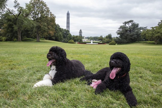 
Hai chú chó Bo và Sunny của Tổng thống Obama. Ảnh: PBS
