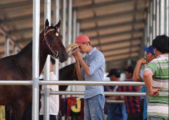 
Một người chăm sóc ngựa đang nói chuyện với ngựa trước khi đua
