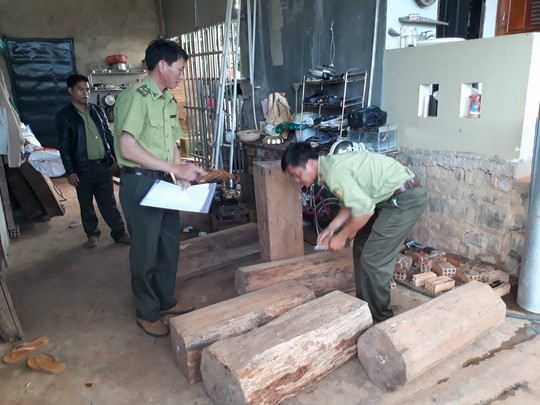 Chỉ đạo làm rõ vụ gỗ thông đỏ trong nhà trưởng ban quản lý rừng - Ảnh 4. Chỉ đạo làm rõ vụ gỗ thông đỏ trong nhà trưởng ban quản lý rừng - Ảnh 4.