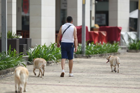 
Cả đàn chó chạy rông trên một đường phố ở TP HCM. Ảnh chụp ngày 18-2 Ảnh: Hoàng Triều
