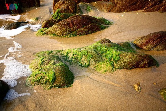 Ngắm vẻ đẹp của bãi biển hoang sơ dưới chân đèo Ngang - Ảnh 5.