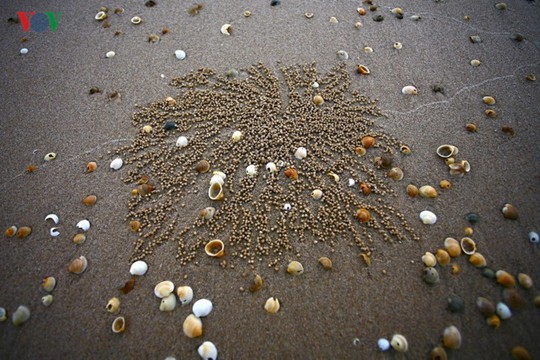 Ngắm vẻ đẹp của bãi biển hoang sơ dưới chân đèo Ngang - Ảnh 13.