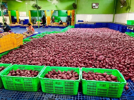 Thị trường hơn 600 triệu dân bị bỏ quên - Ảnh 1. Thị trường hơn 600 triệu dân bị bỏ quên - Ảnh 1.