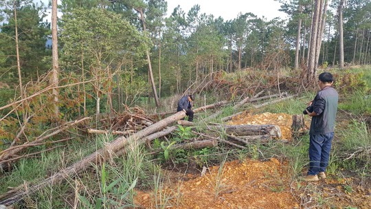 Lâm Đồng: Đình chỉ công tác 1 phó chủ tịch xã để mất rừng gần trụ sở - Ảnh 2.
