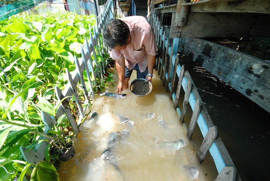 Kỳ lạ lão nông miền Tây dẫn dụ đàn cá tra khủng về cặp mé sông - Ảnh 3.