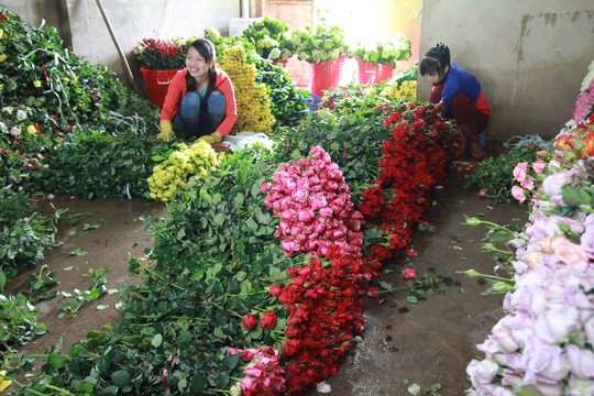 Giá hoa hồng Đà Lạt tăng 3 lần trước lễ 20-10 - Ảnh 1.