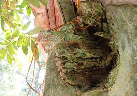Thành nhà Hồ đệ nhị bị lãng quên, 52 tỉ đồng trùng tu vẫn nằm trên giấy - Ảnh 16.