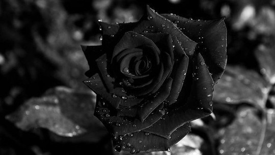 Hoa hồng đen nửa triệu đồng/bông vẫn hút khách dịp 20/10 - Ảnh 1.