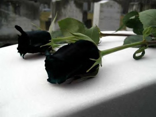 Hoa hồng đen nửa triệu đồng/bông vẫn hút khách dịp 20/10 - Ảnh 5.