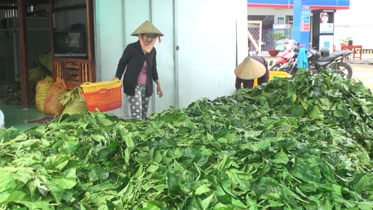 Xôn xao thương lái “bí ẩn” thu mua lượng lớn lá nhàu - Ảnh 2.