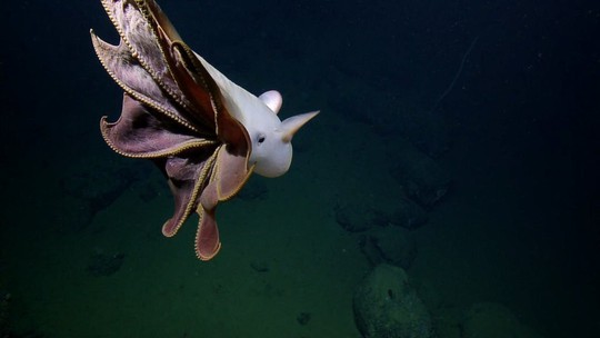 Phát hiện “bạch tuộc ma” ở độ sâu hơn 3.000 m dưới đại dương - Ảnh 2.