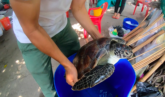TP HCM: Phát hiện rùa biển quý hiếm, đem giao nộp cho cơ quan chức năng - Ảnh 3.