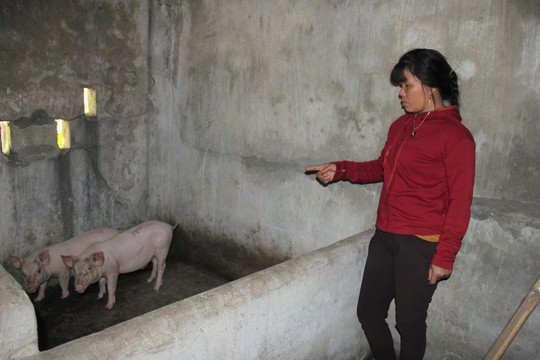 Lợn giống cấp cho dân để giảm nghèo bất ngờ chết hàng loạt - Ảnh 1.
