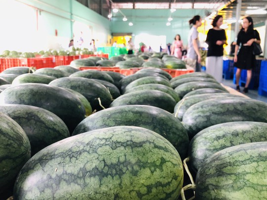 Đại gia bán lẻ Thái Lan mở trạm trung chuyển trái cây ở miền Tây - Ảnh 1.