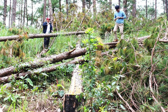 Sau phản ánh của Báo Người Lao Động: Chủ tịch tỉnh Lâm Đồng chỉ đạo ngăn chặn phá rừng - Ảnh 1.