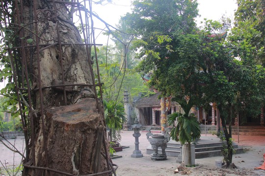 Cận cảnh 2 cây sưa giá “trăm tỉ” được Hà Nội đồng ý bán - Ảnh 5.
