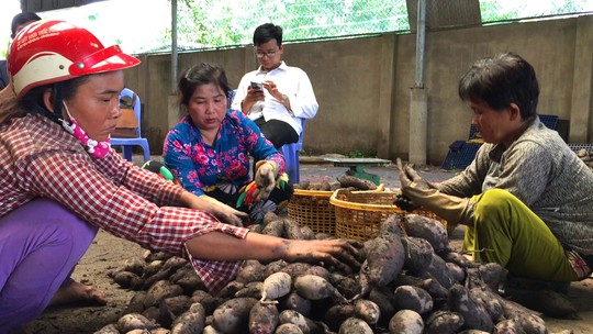 Trung Quốc ngừng mua khoai lang, nông dân vẫn “liều mình” xuống vụ mới