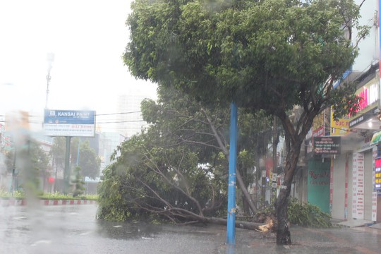 Bão số 9 đã vào Bà Rịa - Vũng Tàu, mưa rất to, cây ngã đổ, tàu chìm - Ảnh 8.