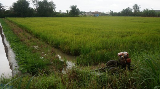 vo chong nam chet tren ruong