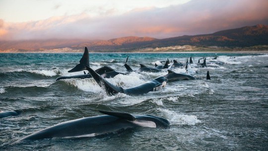 Nước mắt 145 con cá voi chết trên bờ biển New Zealand - Ảnh 4.
