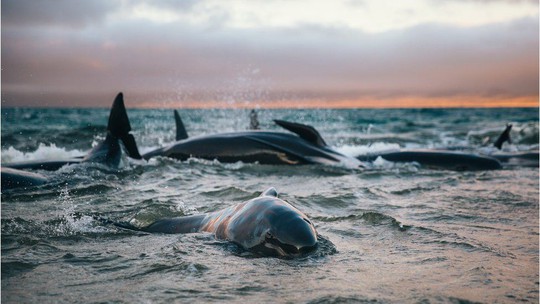 Nước mắt 145 con cá voi chết trên bờ biển New Zealand - Ảnh 1.